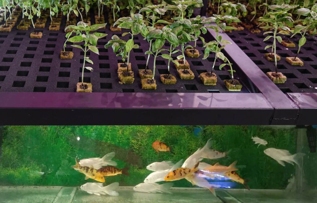 How to Choose the Right Fish Tank for Aquaponics | Tu-Torial